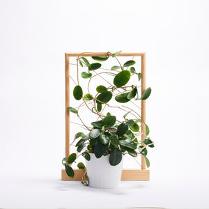 Insynsskydd FOLIUM