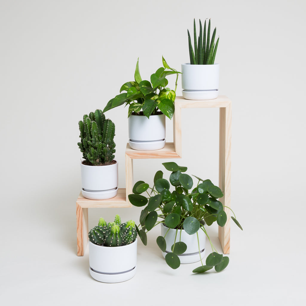 Blomtrappa SCALAS