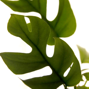 Poster MONSTERA